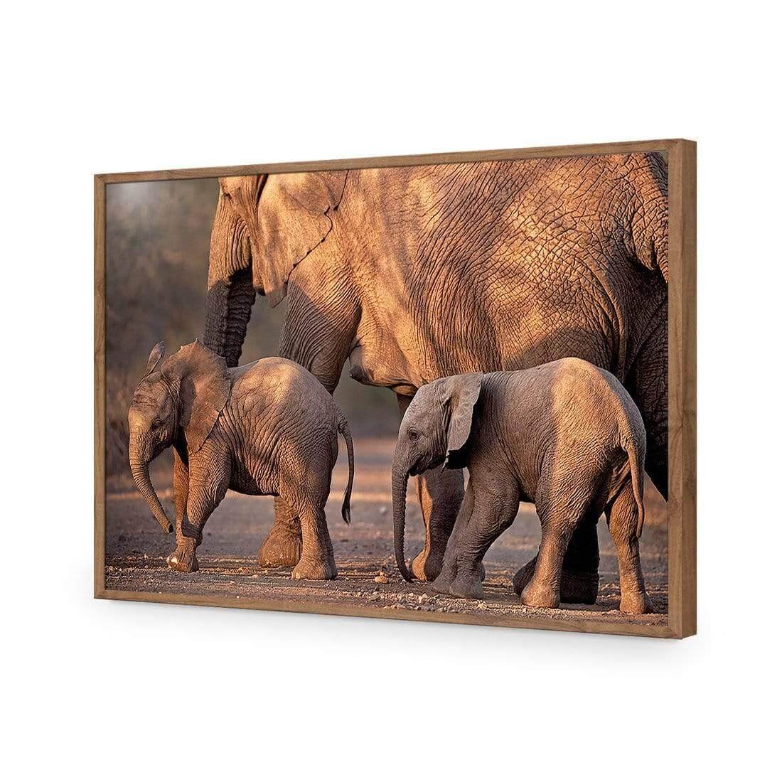 African Elephants Crossing Road