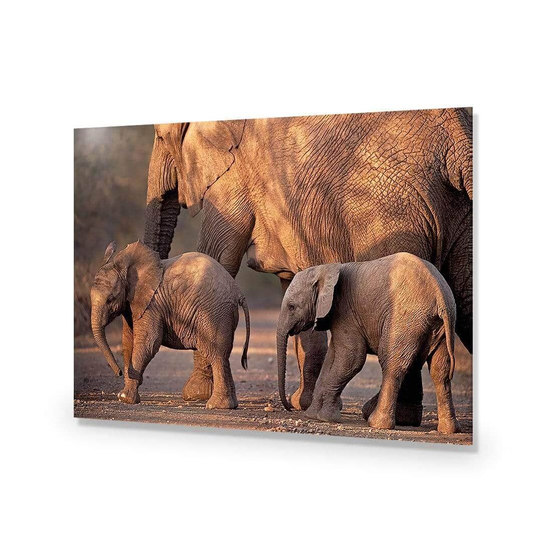 African Elephants Crossing Road