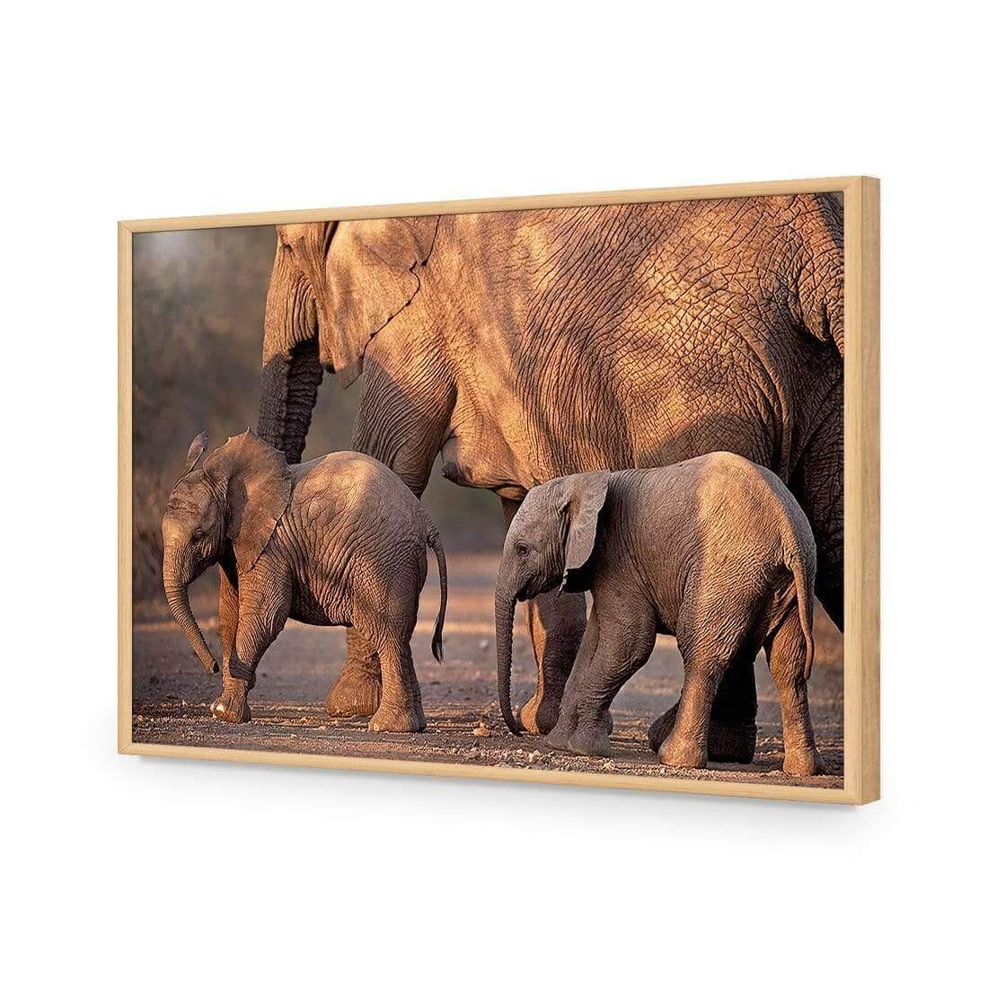African Elephants Crossing Road