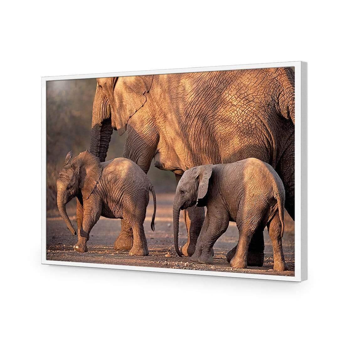African Elephants Crossing Road