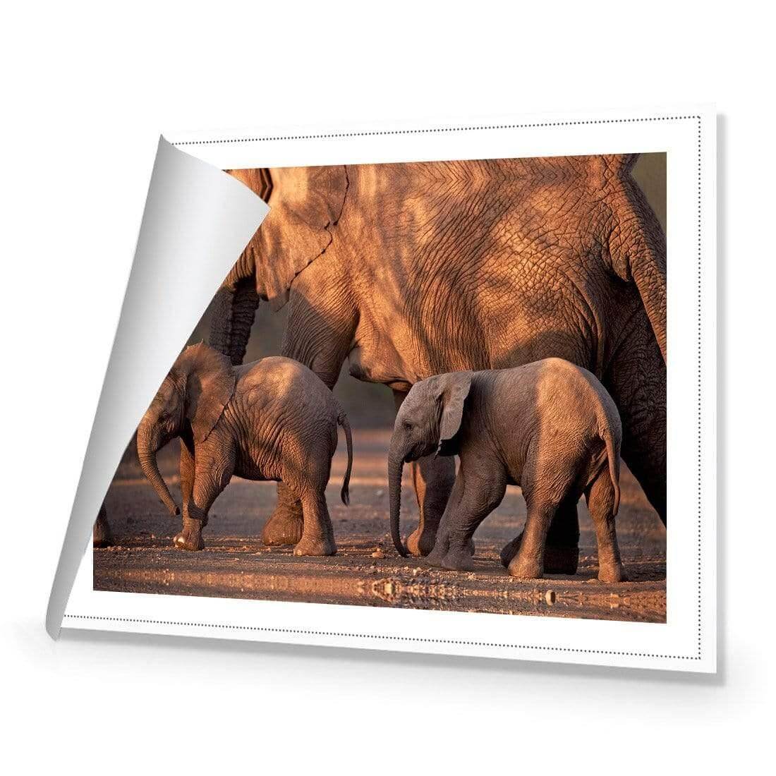 African Elephants Crossing Road