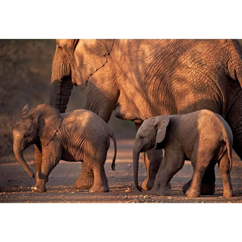 African Elephants Crossing Road