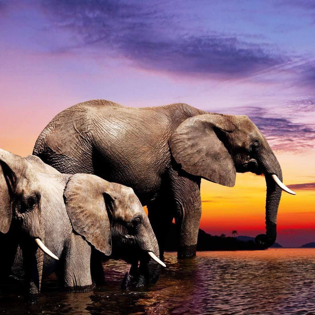 African Savannah Elephants (Square)