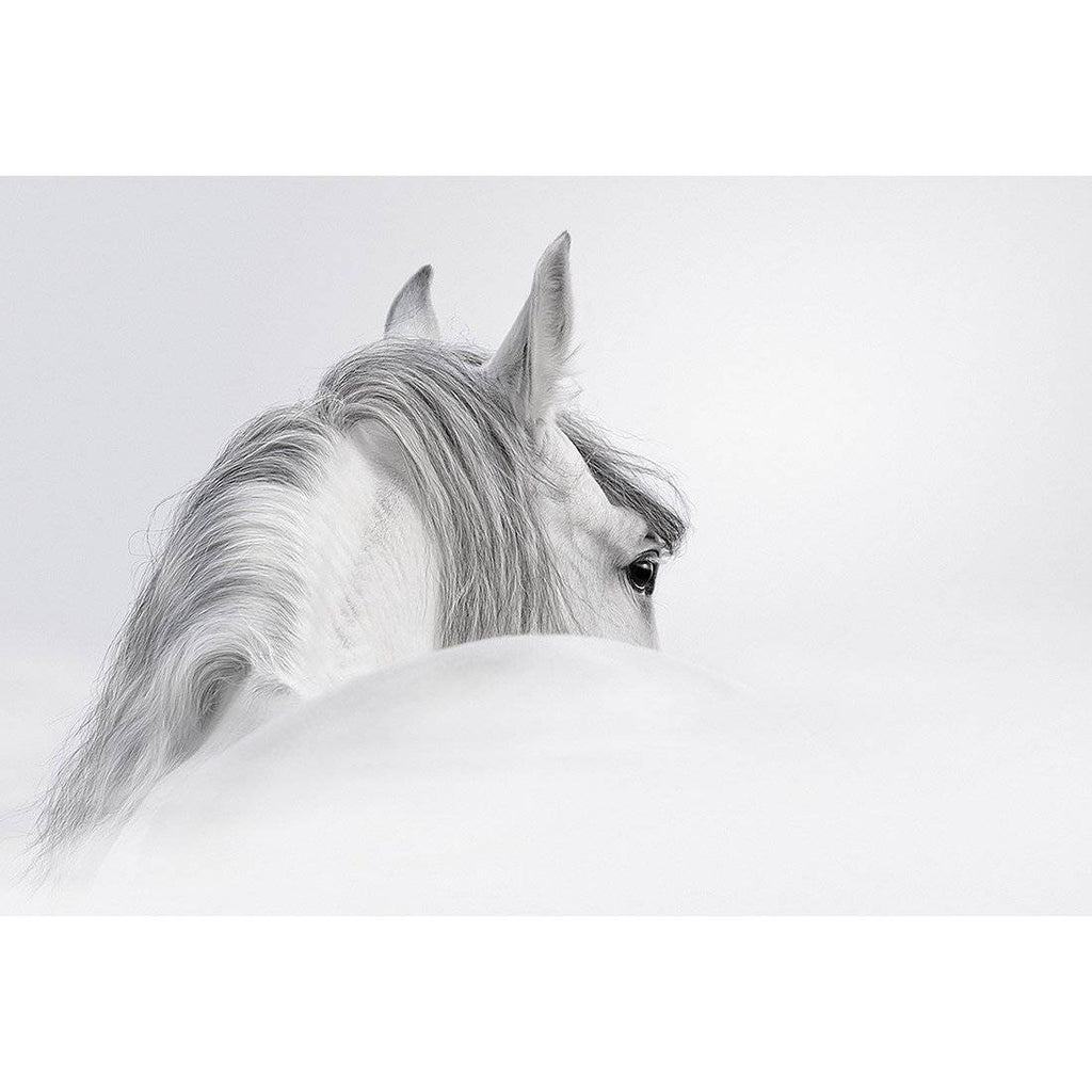 Andalusian Horse In The Mist Acrylic Print Art