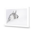 Andalusian Horse In The Mist Acrylic Print Art