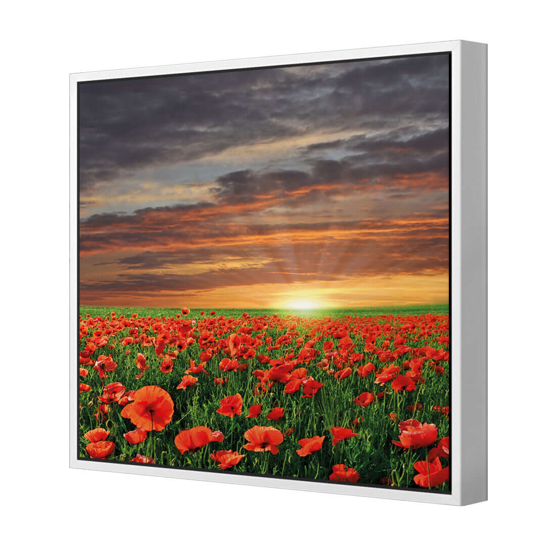 Anzac Poppy Field (square)