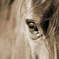 Arabian Horse Eye, Sepia (square)