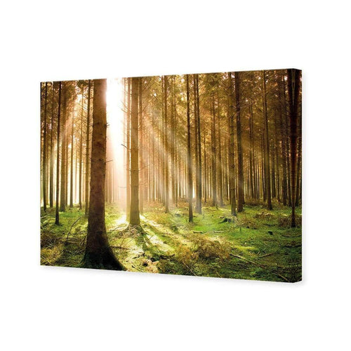 Autumn Pine Forest