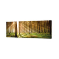 Autumn Pine Forest (Long)