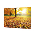 Autumn Sunshine