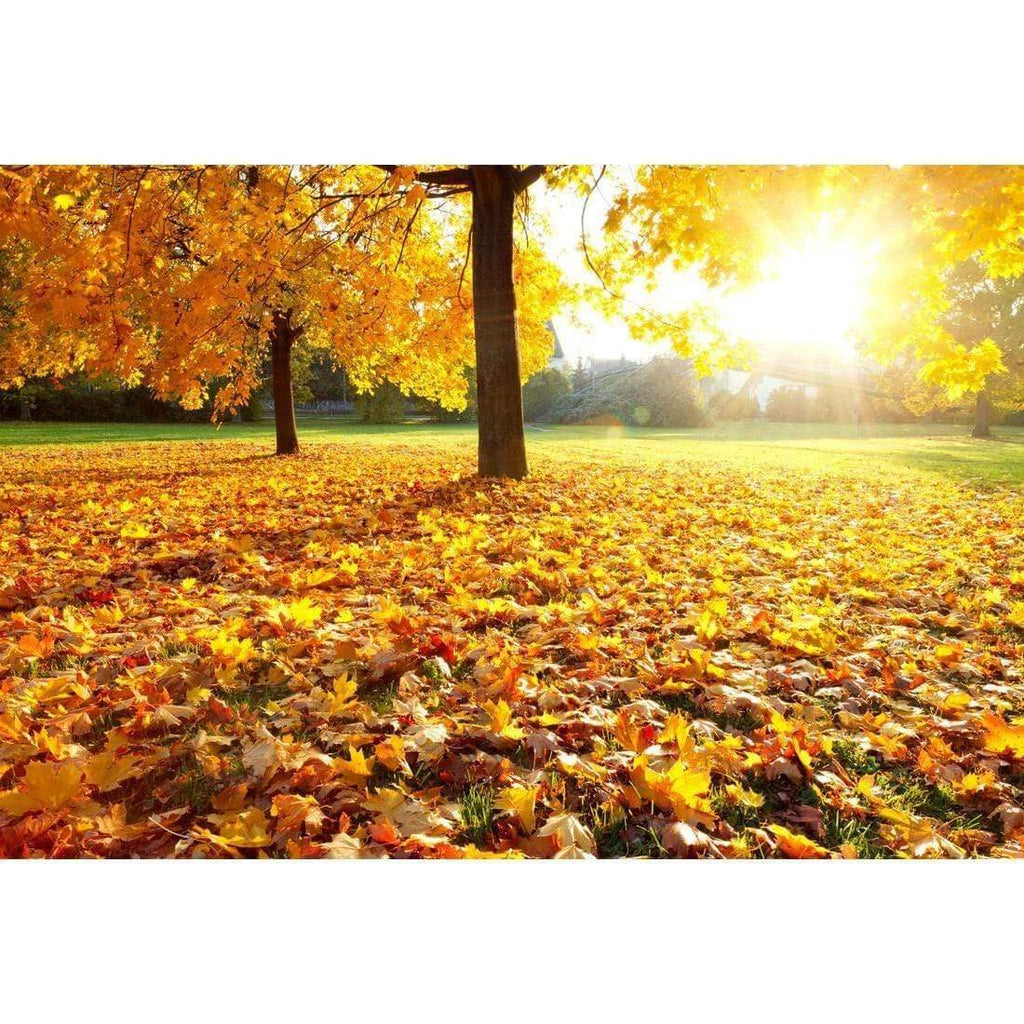 Autumn Sunshine