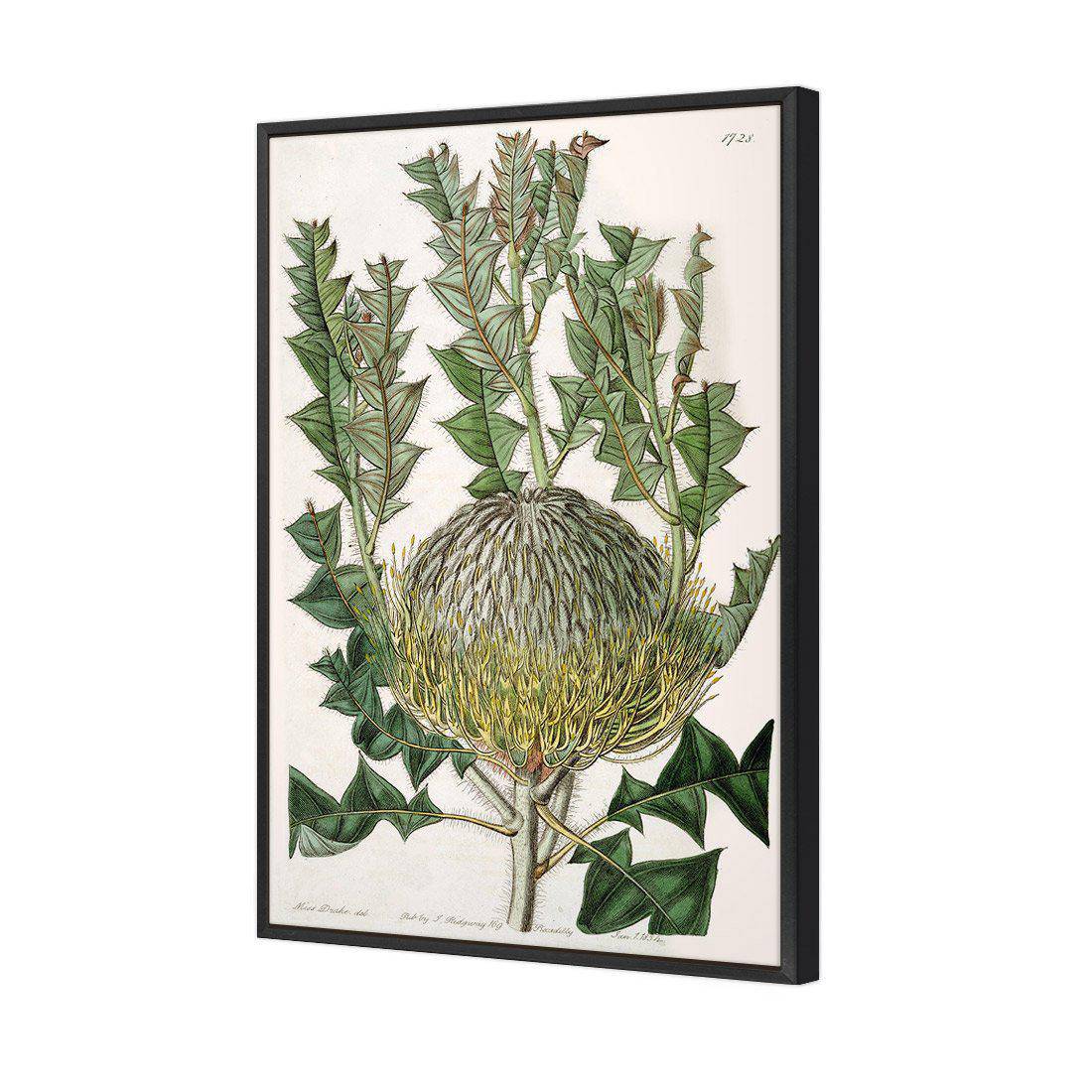 Banksia Speciosa Canvas Art