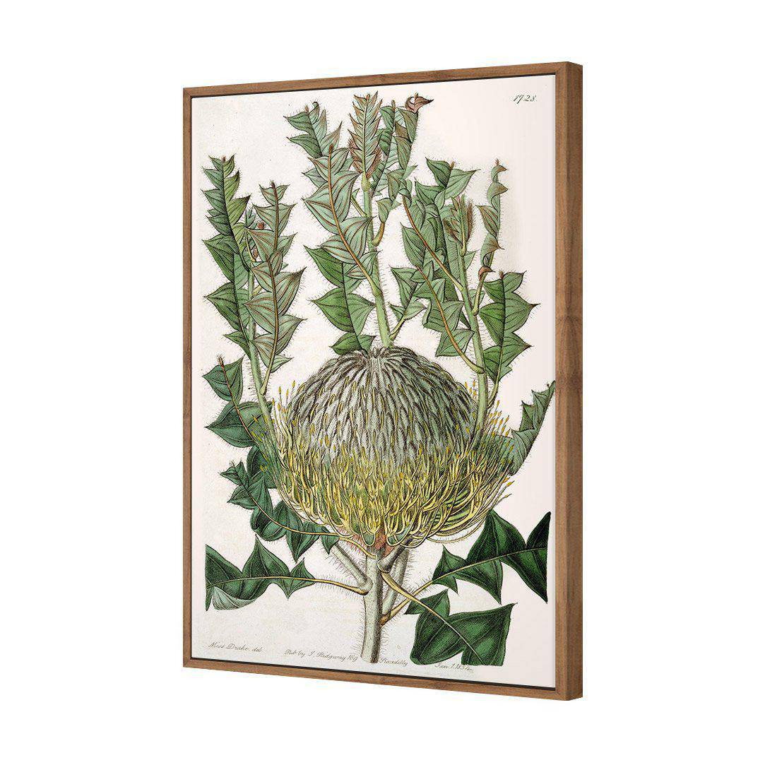 Banksia Speciosa Canvas Art