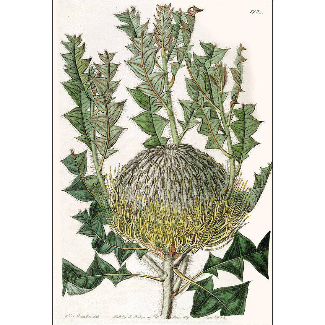 Banksia Speciosa Canvas Art
