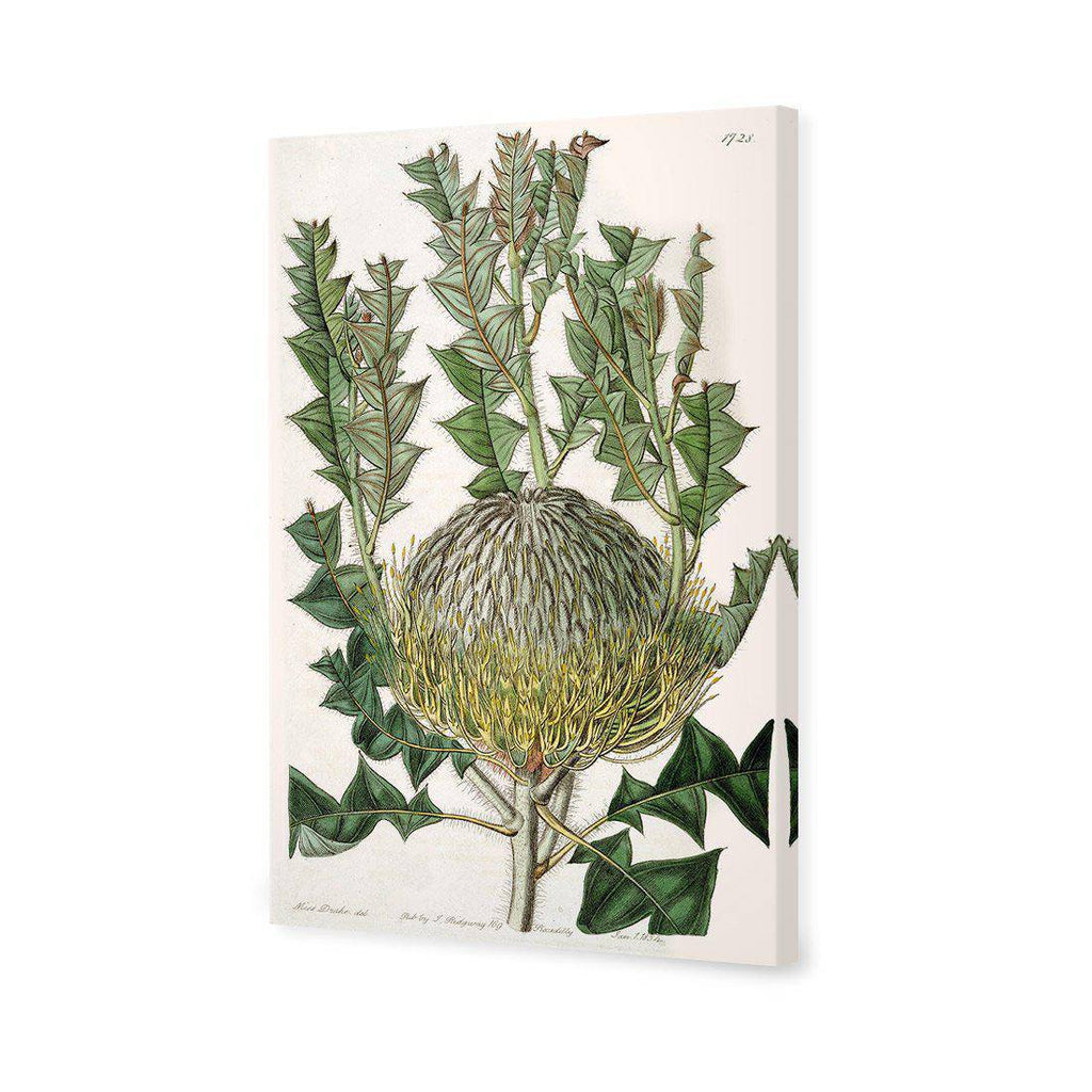 Banksia Speciosa Canvas Art