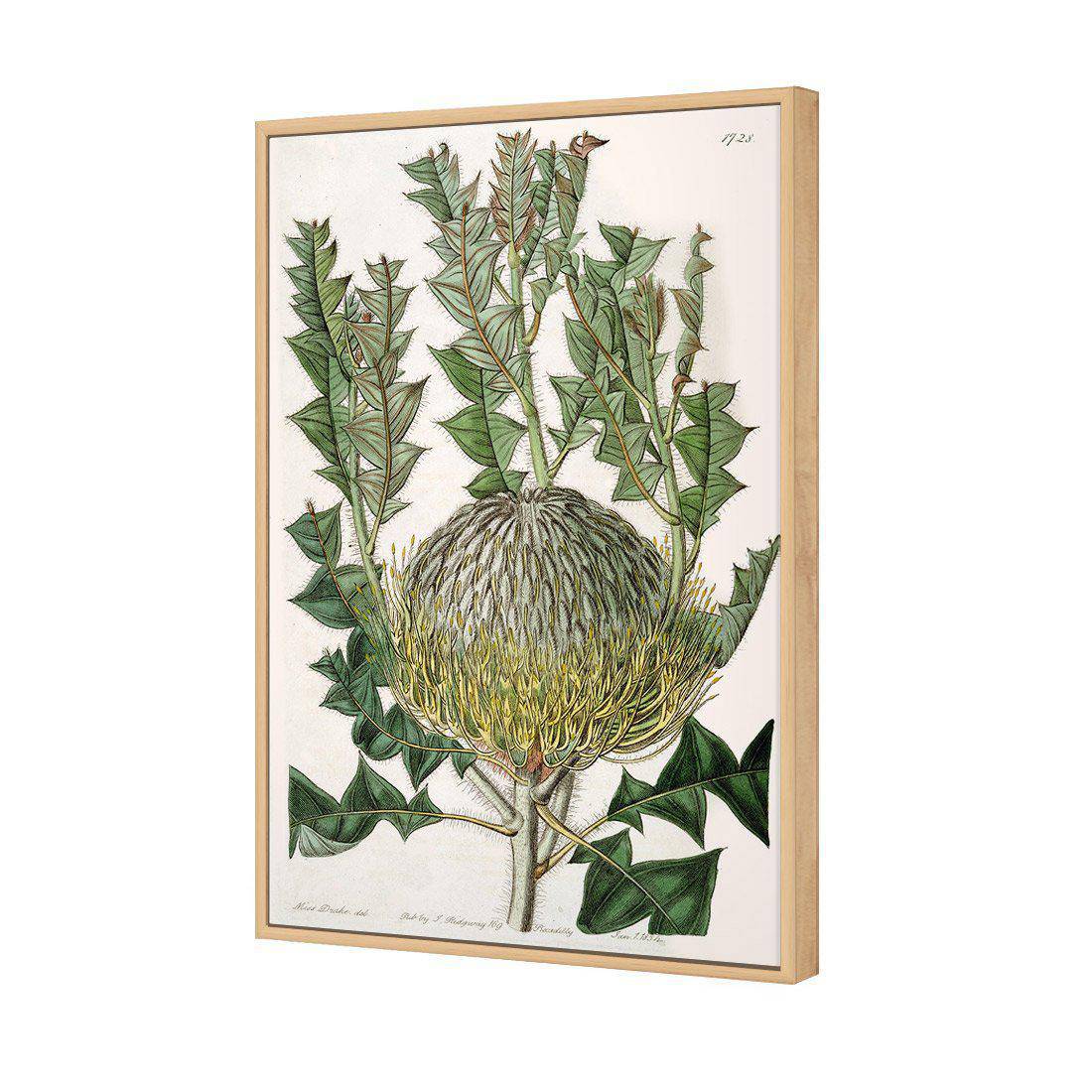 Banksia Speciosa Canvas Art