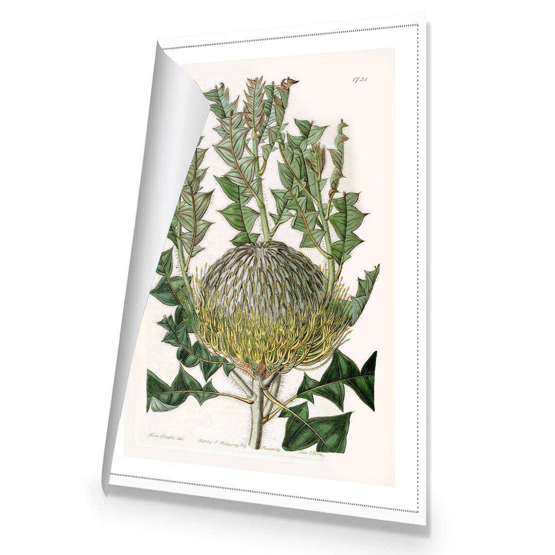 Banksia Speciosa Canvas Art