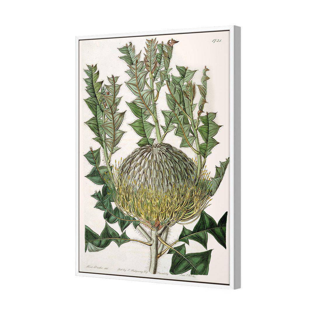 Banksia Speciosa Canvas Art
