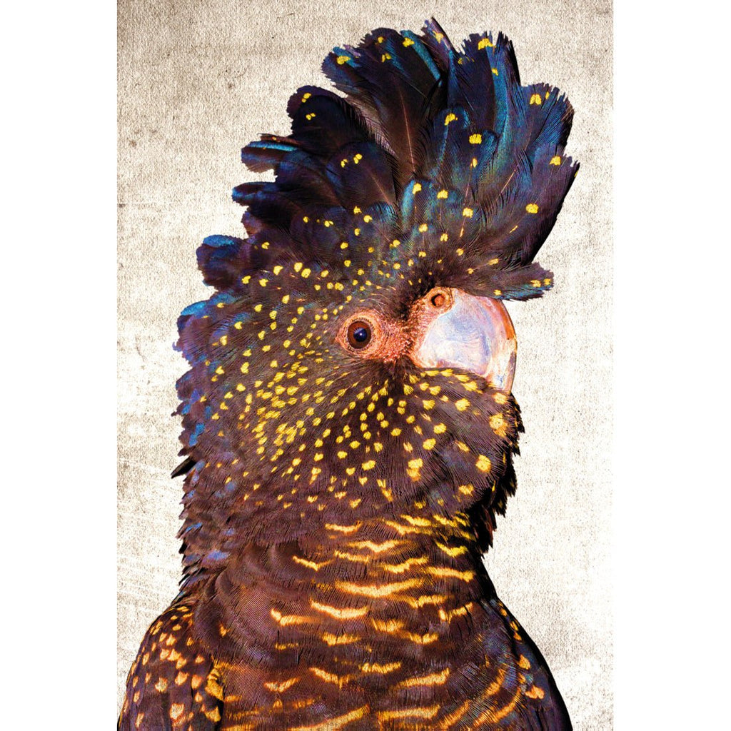 Black Cockatoo Front, Grunge Acrylic Print Art