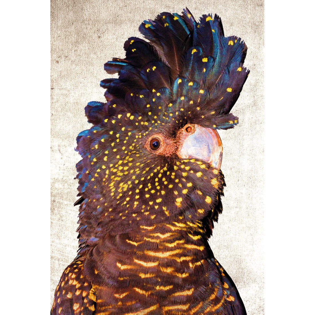 Black Cockatoo Front, Grunge Acrylic Print Art
