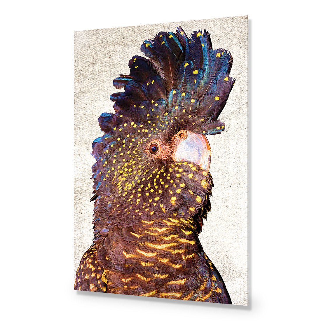Black Cockatoo Front, Grunge Acrylic Print Art
