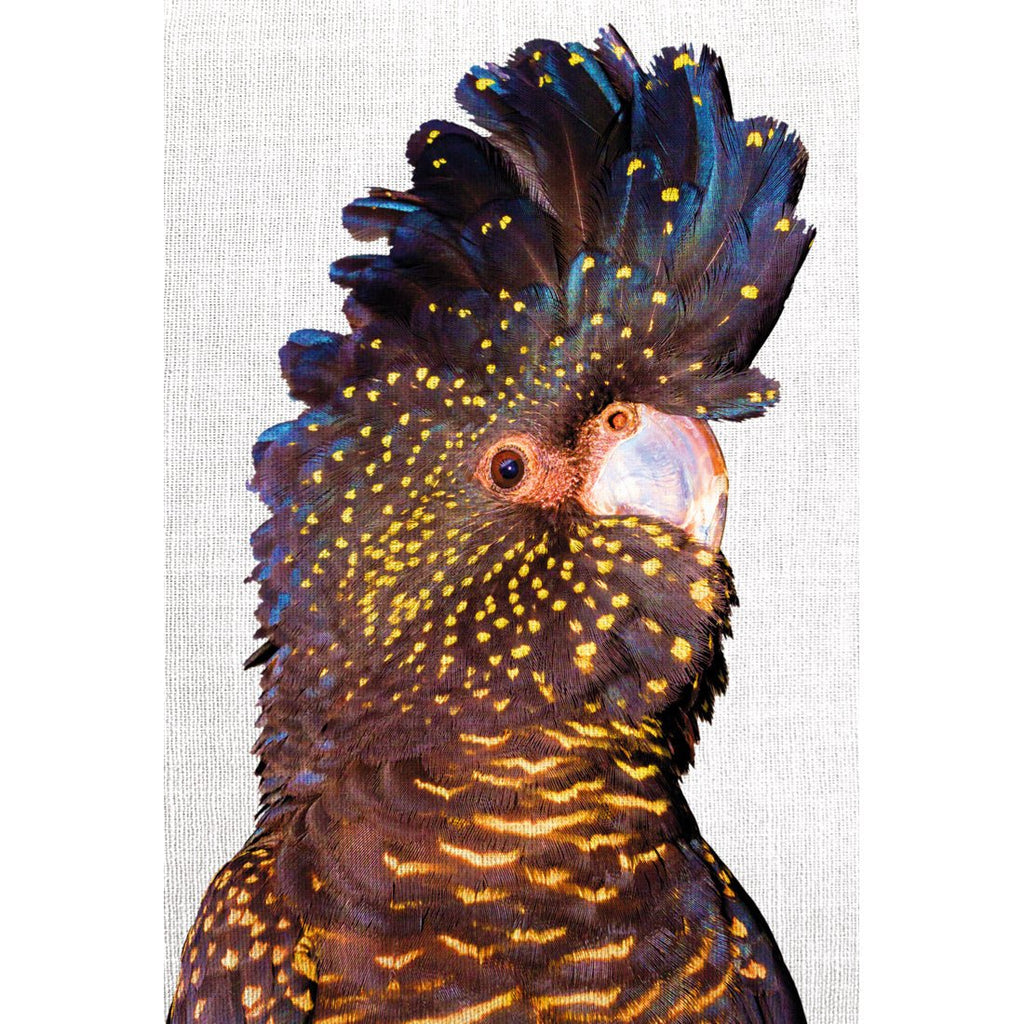 Black Cockatoo Front, Linen Acrylic Print Art