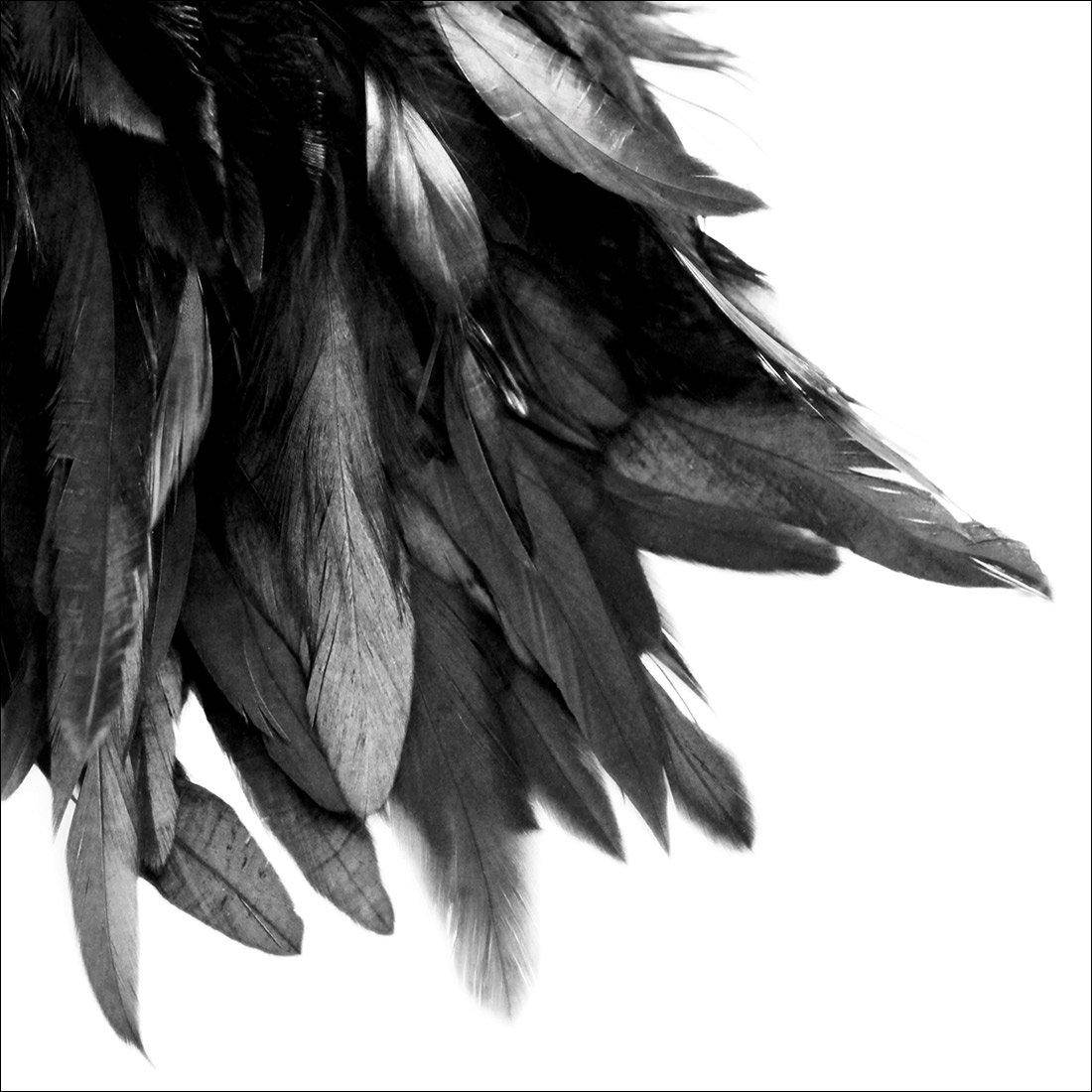 Black Feather Tail, B&W Canvas Art