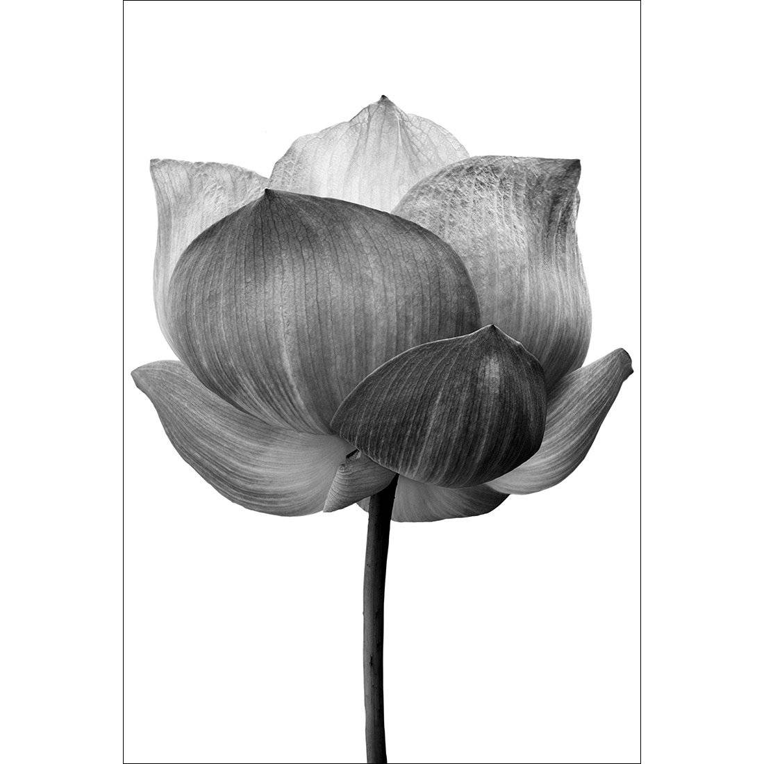 Black Lotus Canvas Art