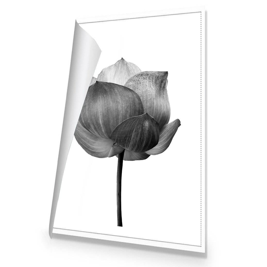 Black Lotus Canvas Art