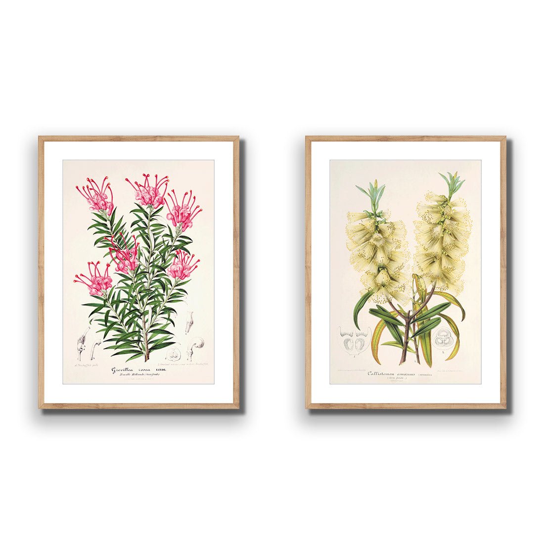 Botanical Illustration Perfect Pair