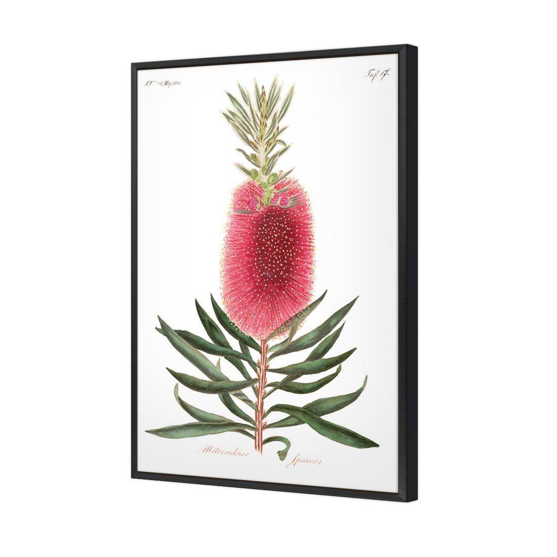 Bottlebrush Pink Botanical Illustration Canvas Art