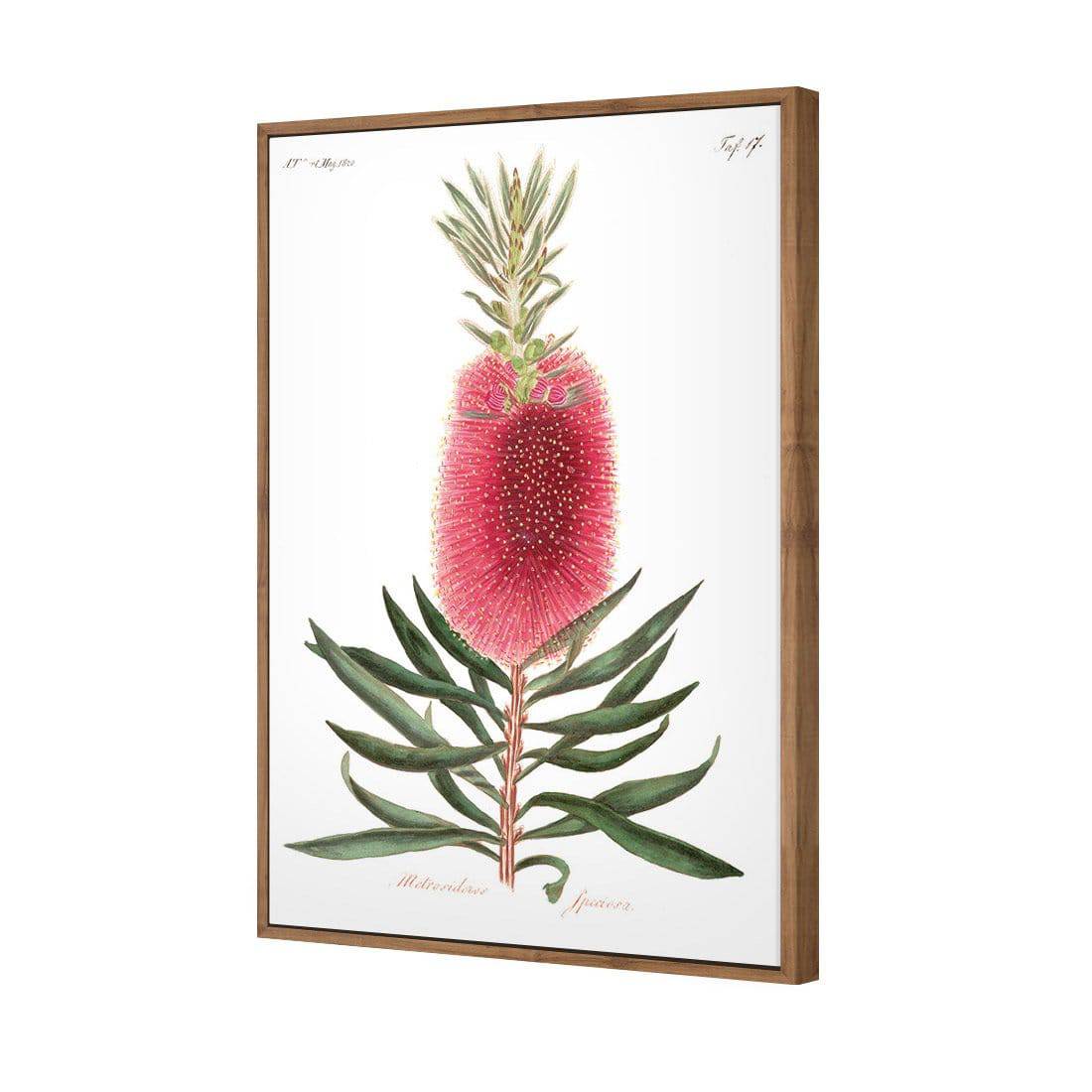 Bottlebrush Pink Botanical Illustration Canvas Art