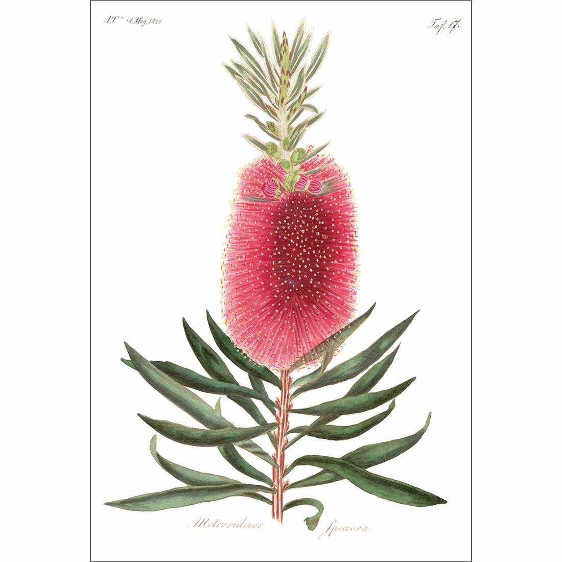 Bottlebrush Pink Botanical Illustration Canvas Art