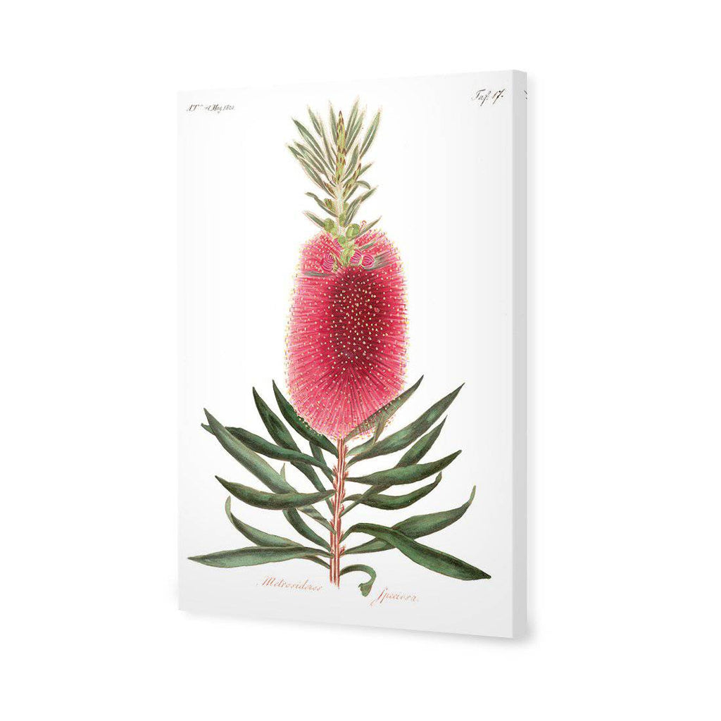 Bottlebrush Pink Botanical Illustration Canvas Art