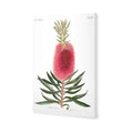 Bottlebrush Pink Botanical Illustration Canvas Art