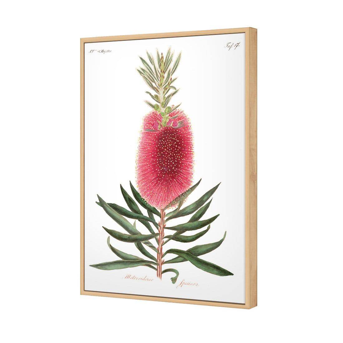 Bottlebrush Pink Botanical Illustration Canvas Art