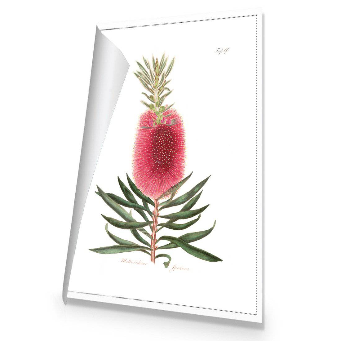 Bottlebrush Pink Botanical Illustration Canvas Art