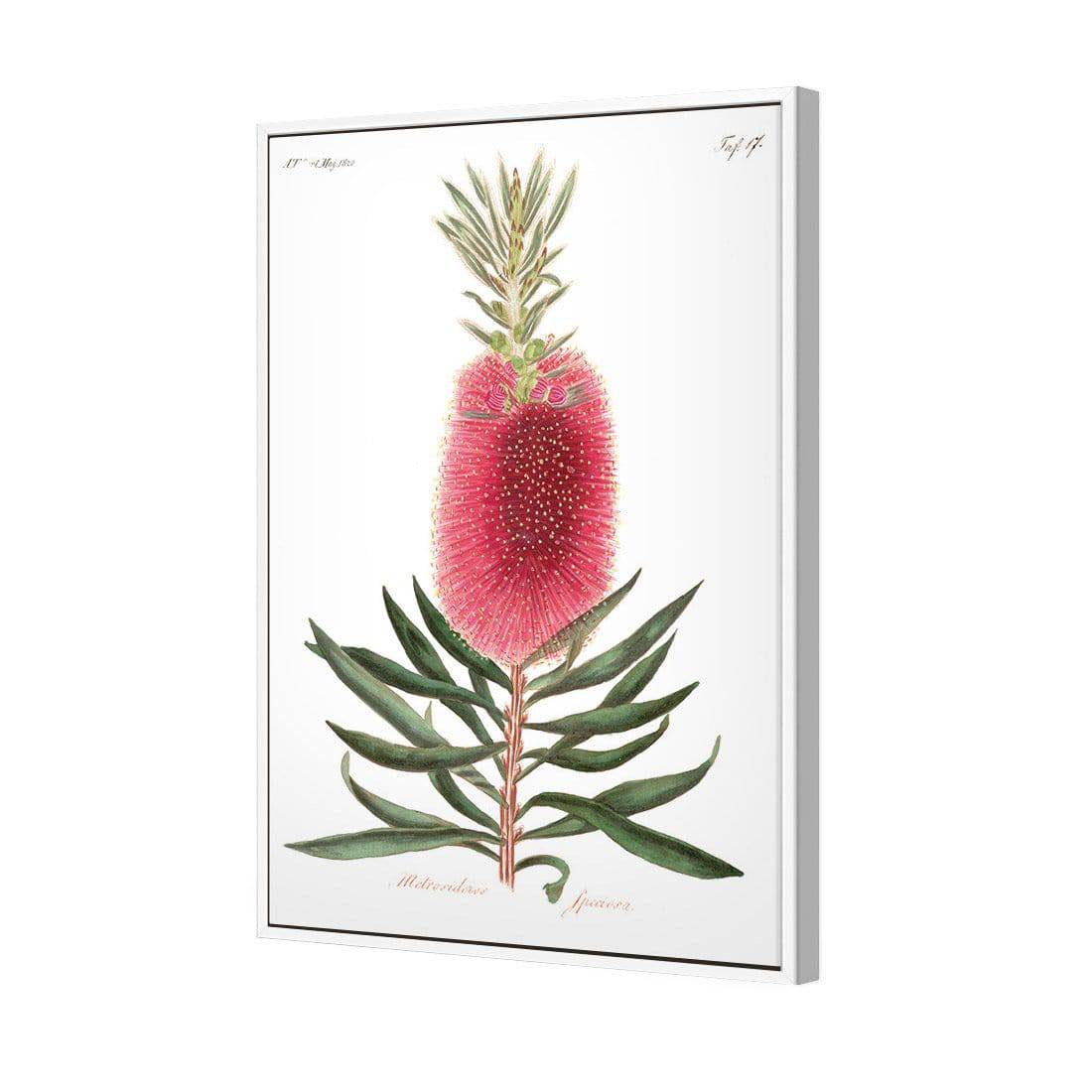 Bottlebrush Pink Botanical Illustration Canvas Art