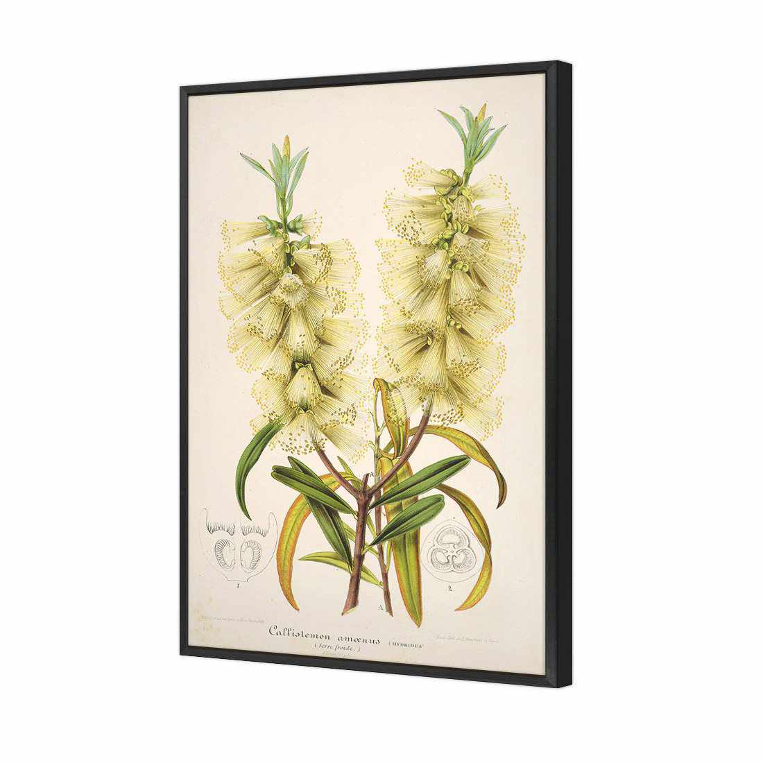 Bottlebrush White Canvas Art
