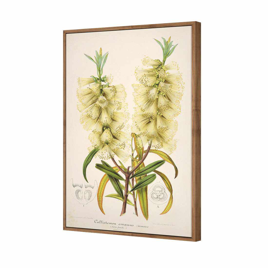 Bottlebrush White Canvas Art