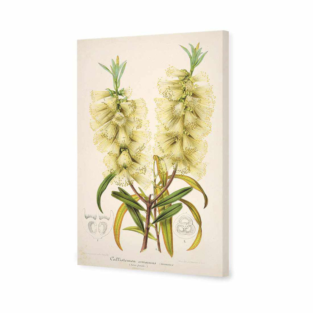 Bottlebrush White Canvas Art