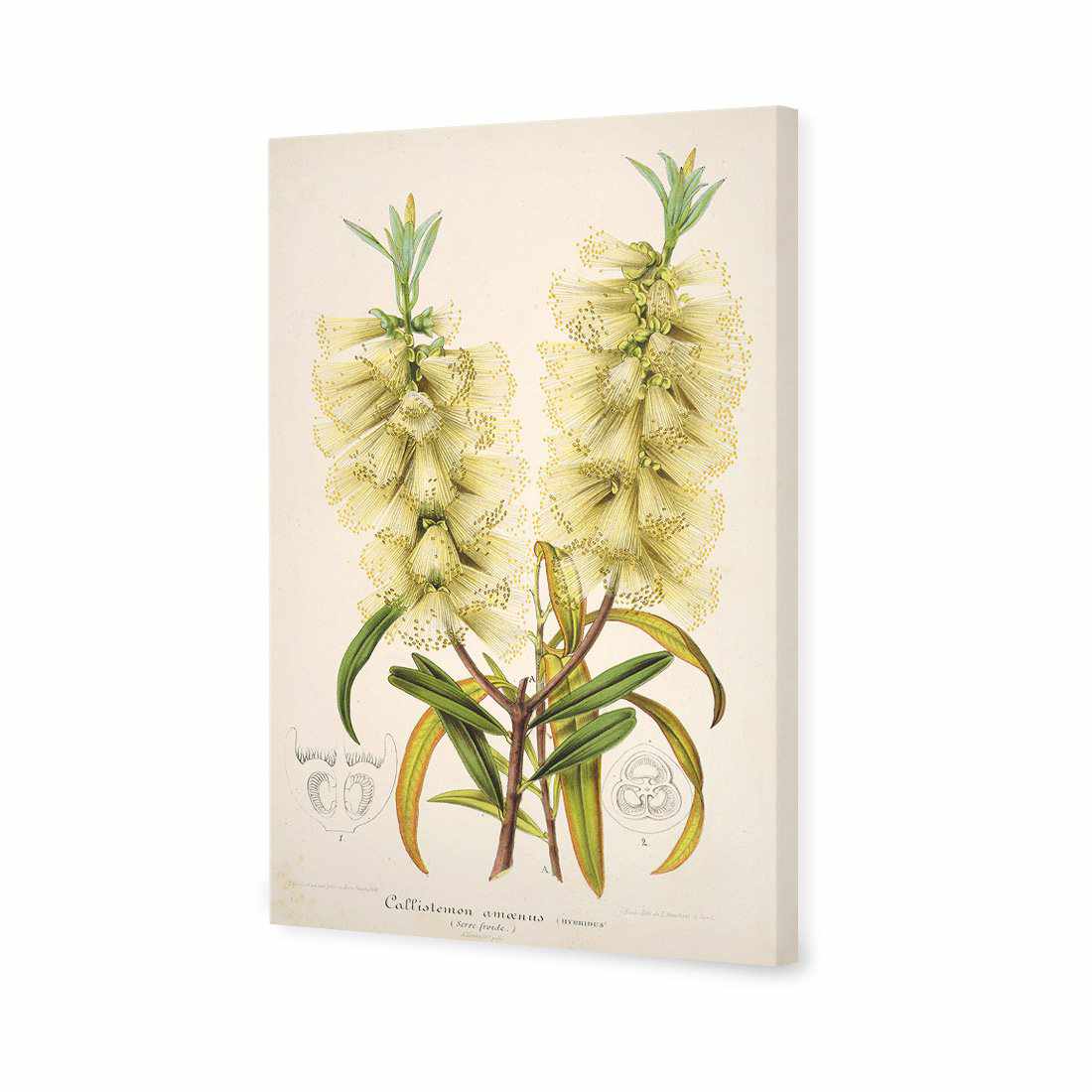 Bottlebrush White Canvas Art