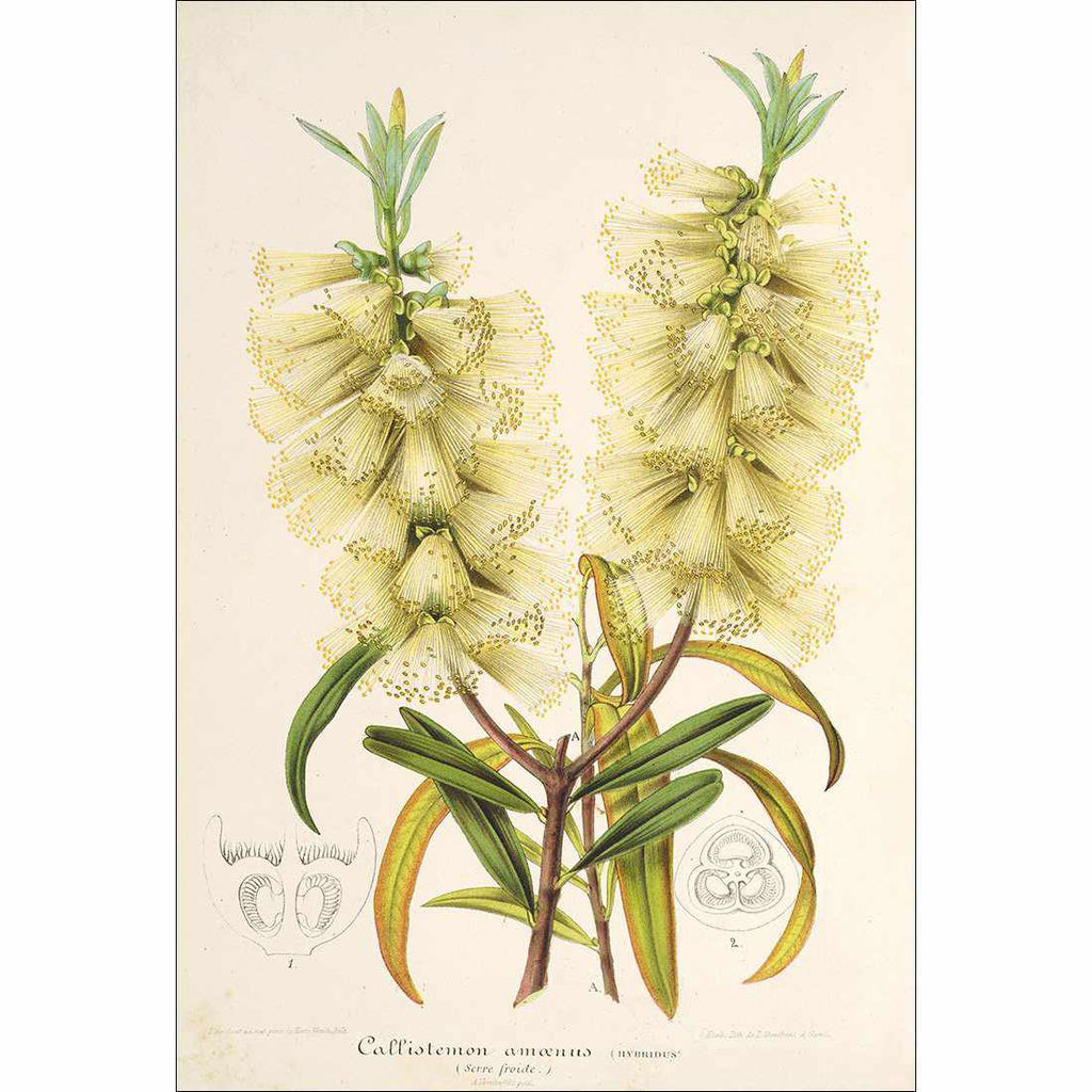Bottlebrush White Canvas Art