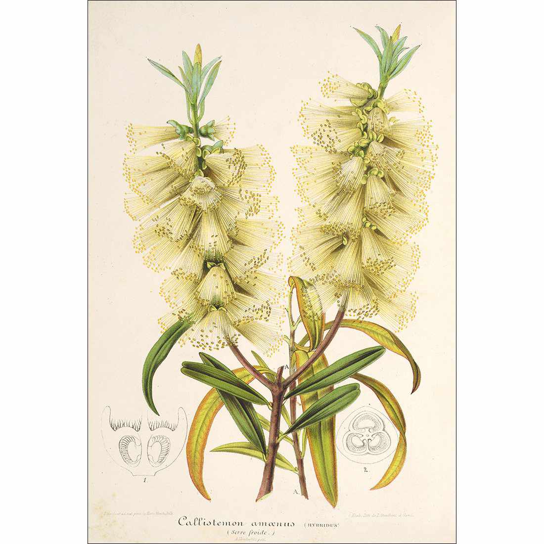 Bottlebrush White Canvas Art