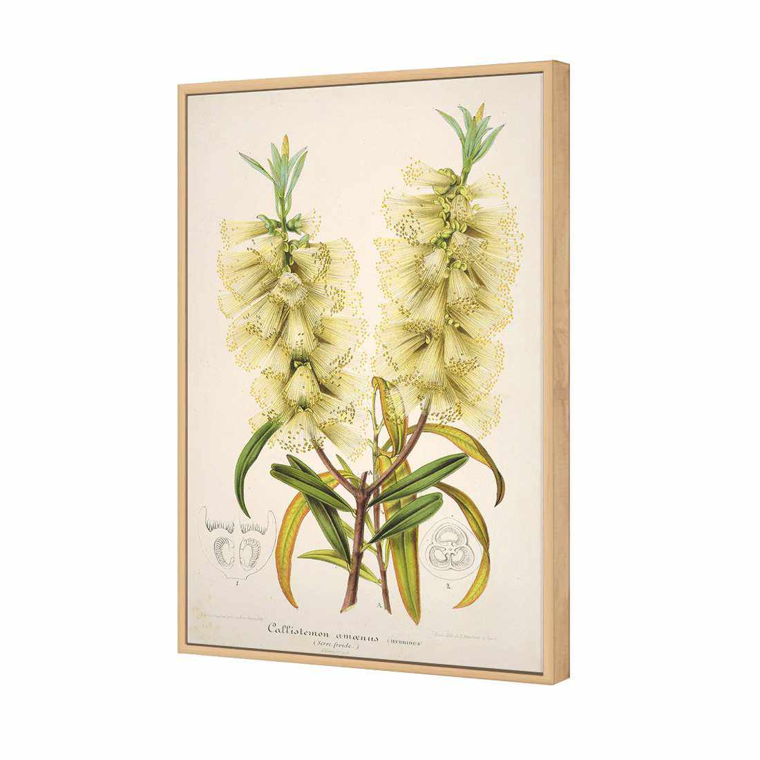 Bottlebrush White Canvas Art