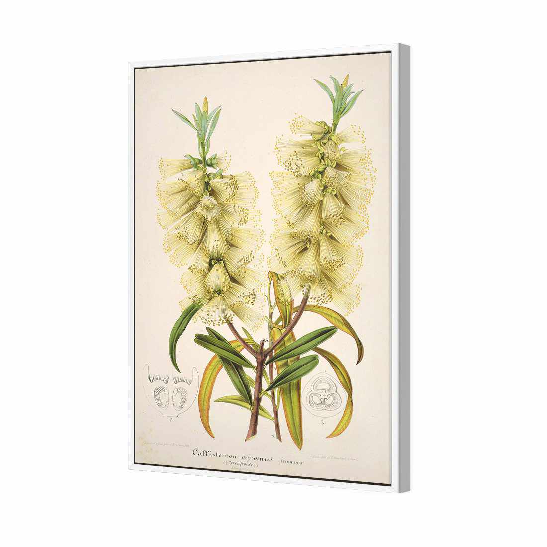 Bottlebrush White Canvas Art