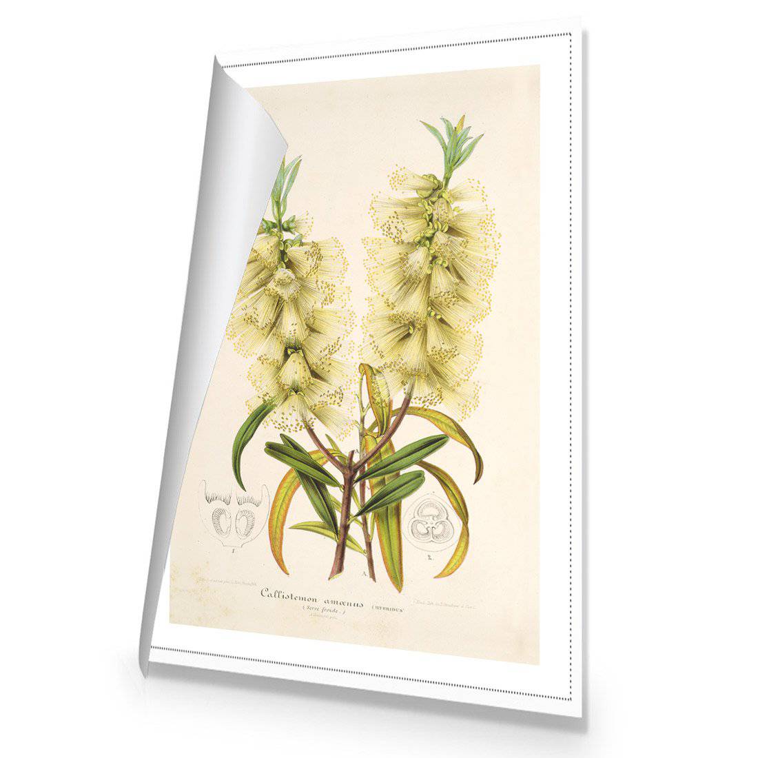 Bottlebrush White Canvas Art