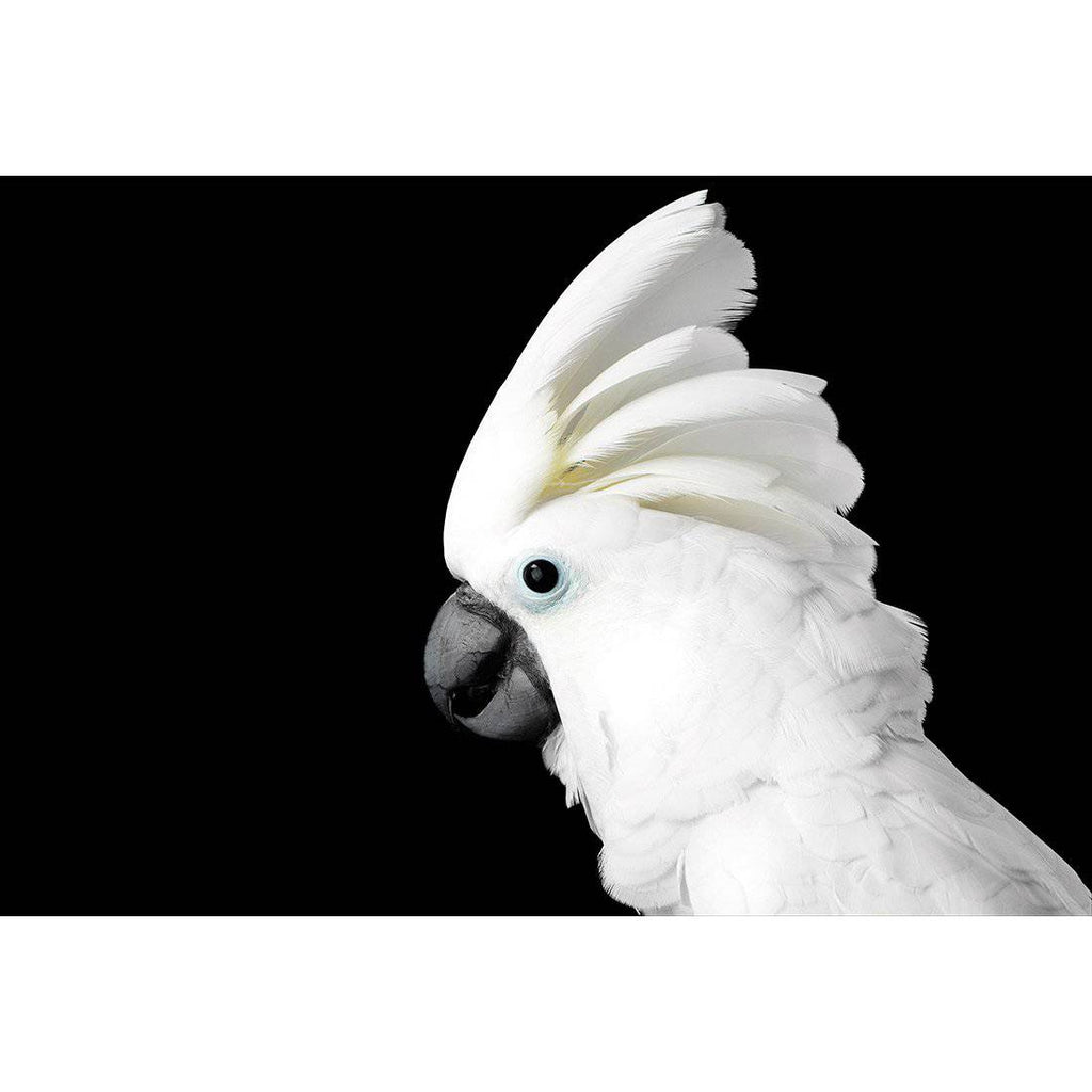 Cassie the Cockatoo Canvas Art