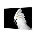 Cassie the Cockatoo Canvas Art