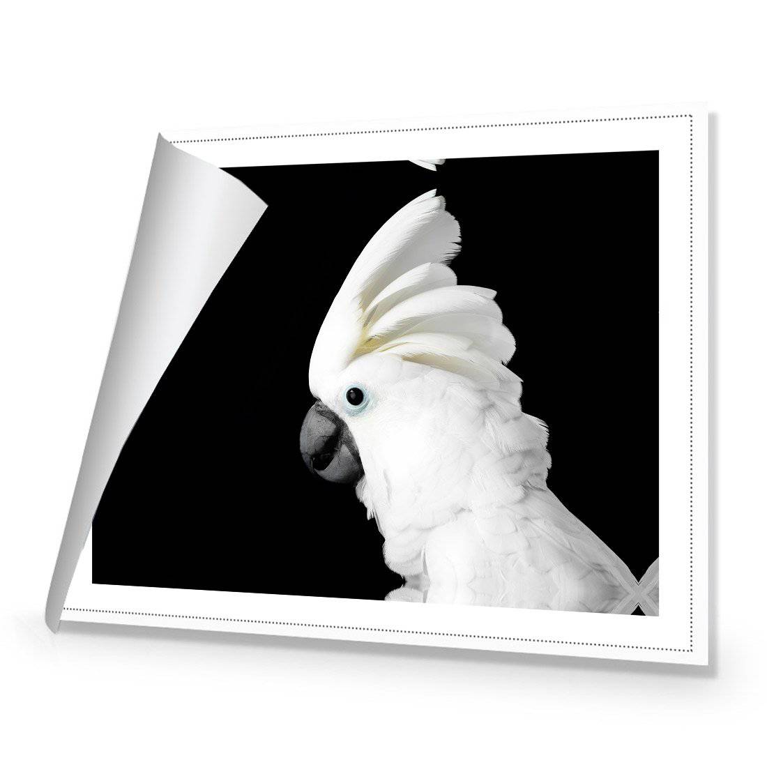 Cassie the Cockatoo Canvas Art